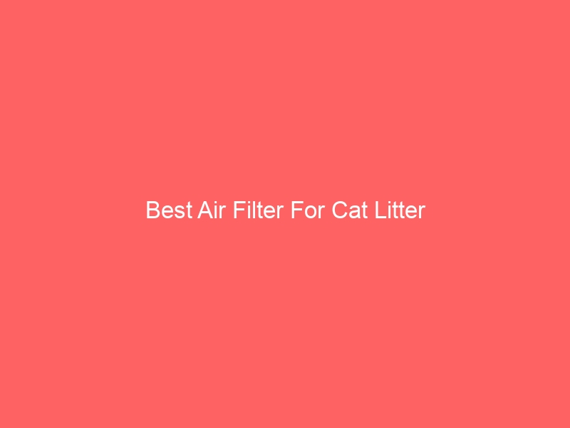 Read more about the article Best Air Filter For Cat Litter