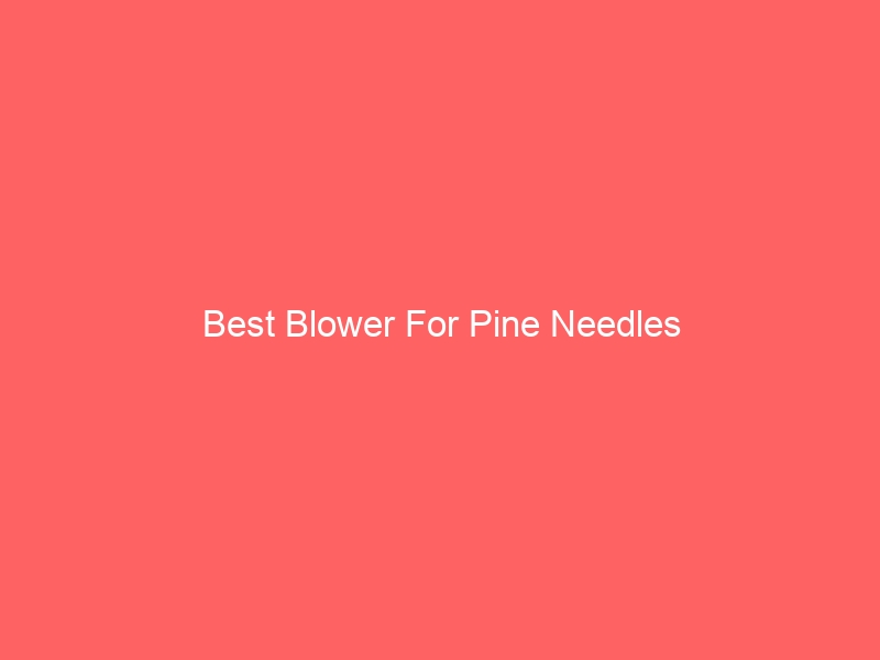 Read more about the article Best Blower For Pine Needles
