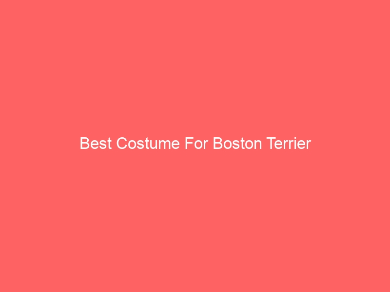 Read more about the article Best Costume For Boston Terrier