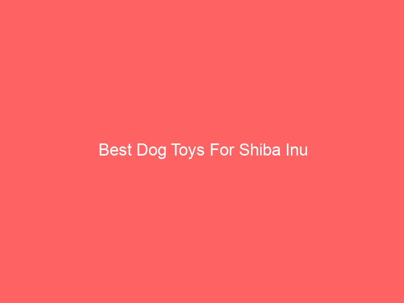 Read more about the article Best Dog Toys For Shiba Inu