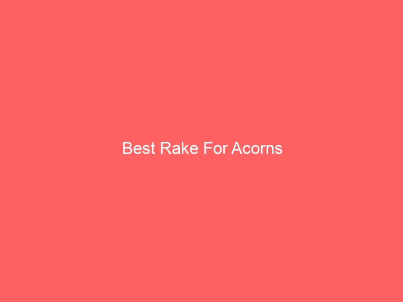 Read more about the article Best Rake For Acorns