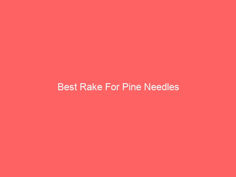 Read more about the article Best Rake For Pine Needles