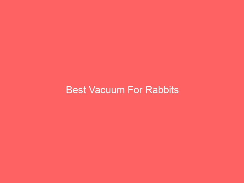 Read more about the article Best Vacuum For Rabbits