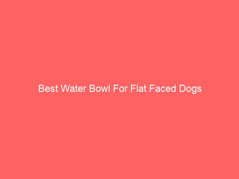 Read more about the article Best Water Bowl For Flat Faced Dogs